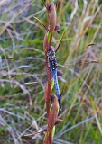 Orthoceras strictum Horned Orchid & Dragon Fly